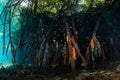 Colorful Sponges on Prop Roots in Raja Ampat Mangrove Royalty Free Stock Photo