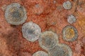 Colorful spots of lichen growing on a rock in sunlight