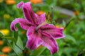 Colorful spotted dark pink big trumpet lily flowers with raindrops after rain in the summer garden Royalty Free Stock Photo