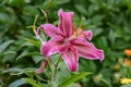 Colorful spotted dark pink big trumpet lily flowers with raindrops after rain in the summer garden Royalty Free Stock Photo