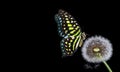 Colorful spotted tropical butterfly on white dandelion flower isolated on black.