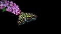 Colorful spotted tropical butterfly on white dandelion flower isolated on black.