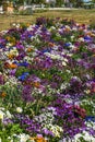 Colorful spring beds with various pansies