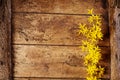 Colorful spring border of dainty yellow forsythia