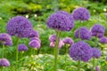 Colorful spring bright lilac blooming aflatuni onion - close up Royalty Free Stock Photo
