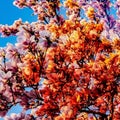 Colorful Spring Cherry Blossom Buddha Blossom Ã°Å¸âÂ® ÃÂ° ÃÂ° ÃÂ° ÃÂ° ÃÂ° ÃÂ° ÃÂ°