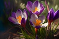 Colorful spring crocuses flowers Floral card Royalty Free Stock Photo