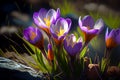 Colorful spring crocuses flowers Floral card Royalty Free Stock Photo