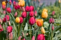 Colorful spring flower bed with colorful tulips. Flowerbed with red and yellow tulips. Beautiful postcard with tulips. Spring Royalty Free Stock Photo