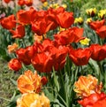 Colorful spring flower bed with colorful tulips. Flowerbed with red and yellow tulips. Beautiful postcard with tulips. Spring Royalty Free Stock Photo