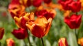 Colorful spring flower bed with colorful tulips. Flowerbed with red and yellow tulips. Beautiful postcard with tulips. Spring Royalty Free Stock Photo