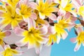 Colorful spring flower bouquet. Royalty Free Stock Photo