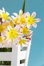 Colorful spring flower bouquet, in white wooden container. Royalty Free Stock Photo