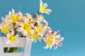 Colorful spring flower bouquet. Royalty Free Stock Photo