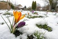 Colorful Spring Flower Under Snow in Garden Royalty Free Stock Photo