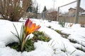 Colorful Spring Flower Under Snow in Garden Royalty Free Stock Photo