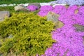 Colorful spring flowerbed of Moss phlox or Phlox subulata flowers with evergreen thuja tree