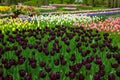 Colorful spring flowerbeds with black tulips