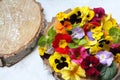 Colorful spring flowers arranged on a round wood, small pansies in various colors, flower petals, colorful primroses and small pan