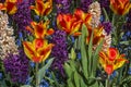 Colorful spring flowers Royalty Free Stock Photo