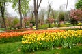 Colorful spring flowers and flower bed in the parks and gardens along the Bosforus in Turkey