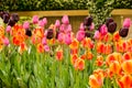 Colorful spring flowers and flower bed in the parks and gardens along the Bosforus in Turkey