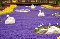 Colorful spring flowers and flower bed in the parks and gardens along the Bosforus in Turkey