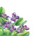 Colorful spring flowers Fragrant violets English Sweet Violets, Viola odorata. Royalty Free Stock Photo