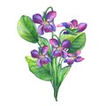 Colorful spring flowers Fragrant violets English Sweet Violets, Viola odorata. Royalty Free Stock Photo