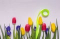 Colorful spring flowers, green ribbon and copy space on white linen Royalty Free Stock Photo