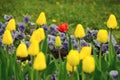 Colorful spring flowers - one red tulip among yellow tulips Royalty Free Stock Photo