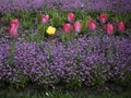 Colorful spring flowers - one yellow tulip among red tulips and tiny flowers Royalty Free Stock Photo