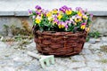 Colorful, spring flowers pansies in a wicker basket - gardening time Royalty Free Stock Photo