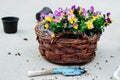 Colorful, spring flowers pansies in a wicker basket - gardening time