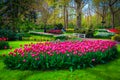 Colorful spring flowers plantation with fresh tulips in the park Royalty Free Stock Photo