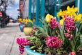 Colorful Spring Flowers in a Pot along a Sidewalk in the West Loop of Chicago Royalty Free Stock Photo