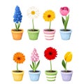 Colorful spring flowers in pots. Set of vector illustrations Royalty Free Stock Photo