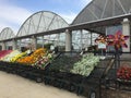 Colorful spring flowers for sale at store