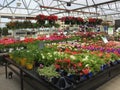Colorful spring flowers on shelves for sale