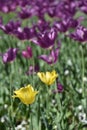 Colorful spring flowers - yellow and violet tulips Royalty Free Stock Photo