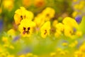 Colorful spring garden with Pansy Day and Night flowers