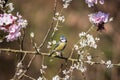 Colorful Spring image of Blue Tit Cyanistes Caerulueus bird on flowering pink blossom tree and hawthorn bush in woodland landscape