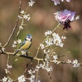 Colorful Spring image of Blue Tit Cyanistes Caerulueus bird on flowering pink blossom tree and hawthorn bush in woodland landscape