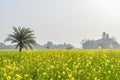 Colorful spring Landscape with yellow Rape: This is a photograph of Beautiful rapeseed flower field captured from a Sunny field of Royalty Free Stock Photo