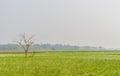 Colorful spring Landscape with yellow Rape: This is a photograph of Beautiful rapeseed flower field captured from a Sunny field of Royalty Free Stock Photo