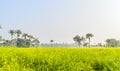 Colorful spring Landscape with yellow Rape: This is a photograph of Beautiful rapeseed flower field captured from a Sunny field of Royalty Free Stock Photo