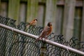 Colorful Spring Robin Sitting on Fence