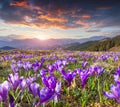 Colorful spring sunrise with field of blossom of crocuses in mou Royalty Free Stock Photo