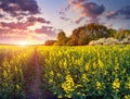 Colorful spring sunrise in field of yellow flowers.