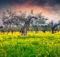 Colorful spring sunset in the tangerine garden